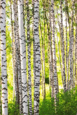 Yaz aylarında güneşli huş ağacı orman