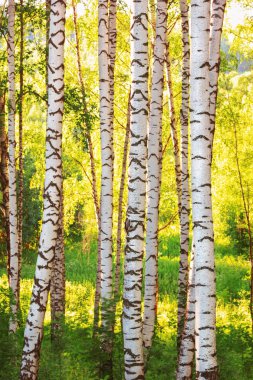 Yaz aylarında güneşli huş ağacı orman