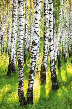 Yaz aylarında güneşli huş ağacı orman