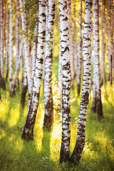 Sommer im sonnigen Birkenwald — Stockfoto