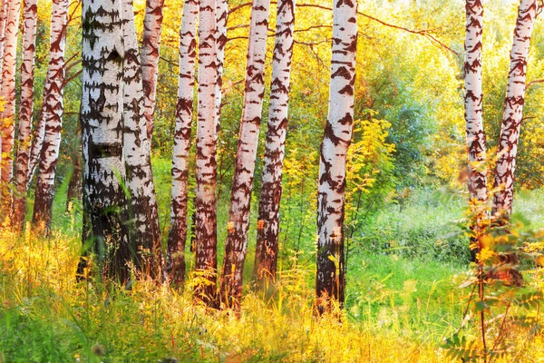 Zomer in zonnige berk bos — Stockfoto