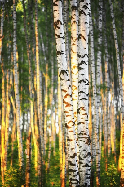 Zomer in zonnige berk bos — Stockfoto