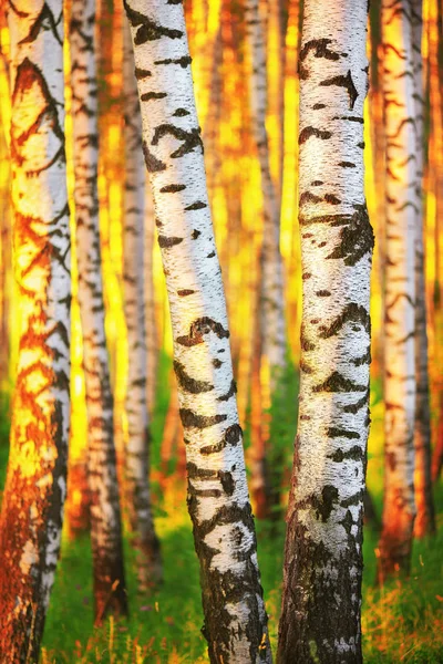 Verano en bosque de abedul soleado — Foto de Stock