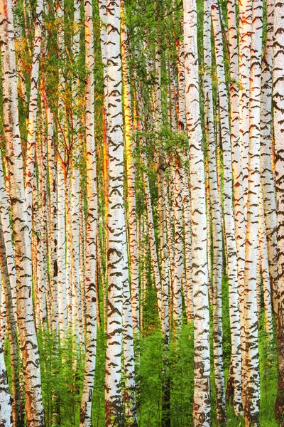 Verano en bosque de abedul soleado — Foto de Stock