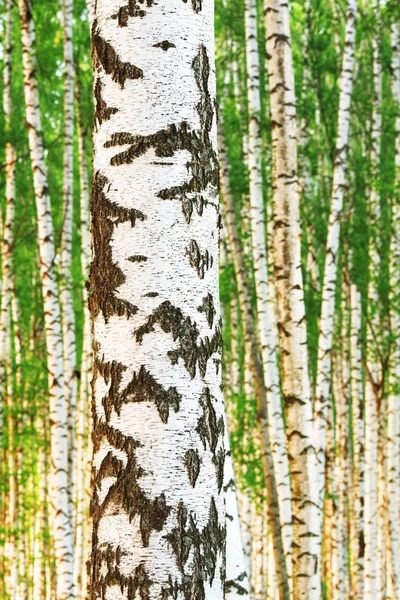 日当たりの良い白樺の森の夏 — ストック写真