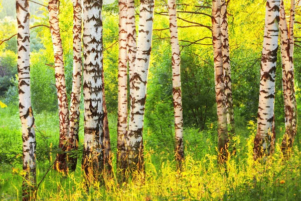 Sommar i soliga björkskogen — Stockfoto