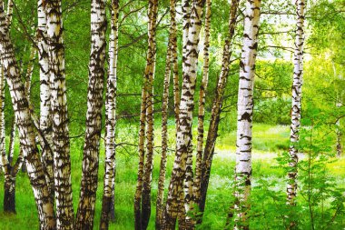 Yaz aylarında güneşli huş ağacı orman