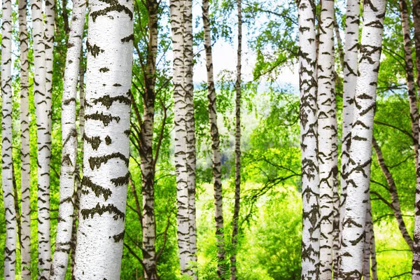 Estate nella soleggiata foresta di betulle — Foto Stock