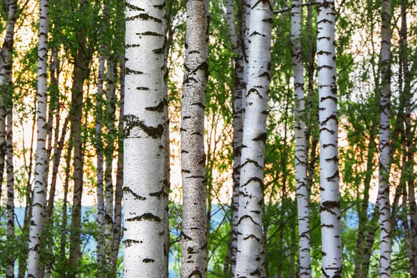 Verano en bosque de abedul soleado —  Fotos de Stock