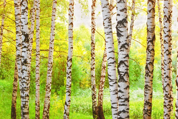 Zomer in zonnige berk bos — Stockfoto