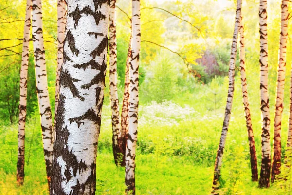 Verão na ensolarada floresta de bétula — Fotografia de Stock