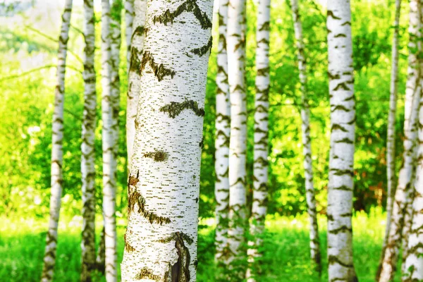 Zomer in zonnige berk bos — Stockfoto