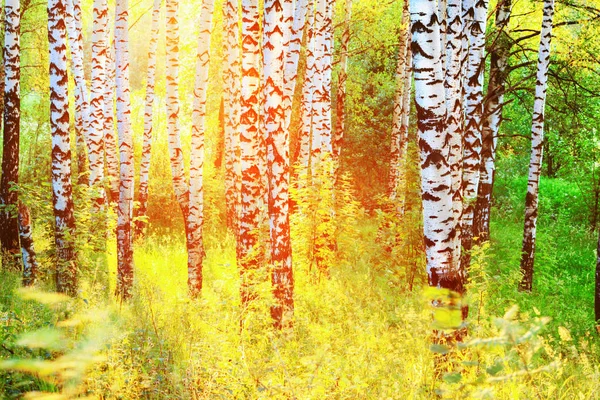 Sommer im sonnigen Birkenwald — Stockfoto