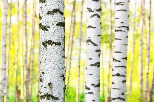 Sommer im sonnigen Birkenwald — Stockfoto