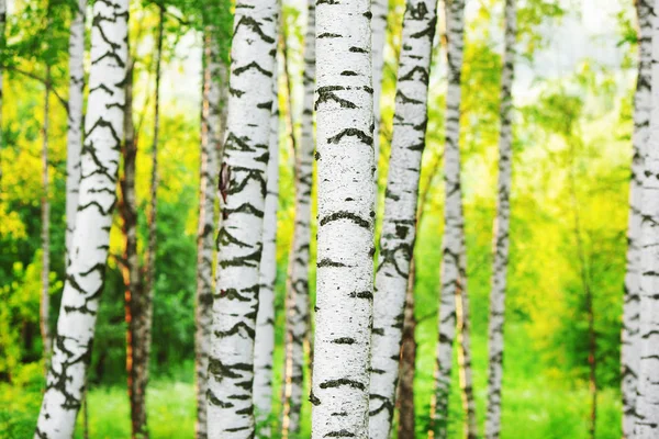 Verão na ensolarada floresta de bétula — Fotografia de Stock