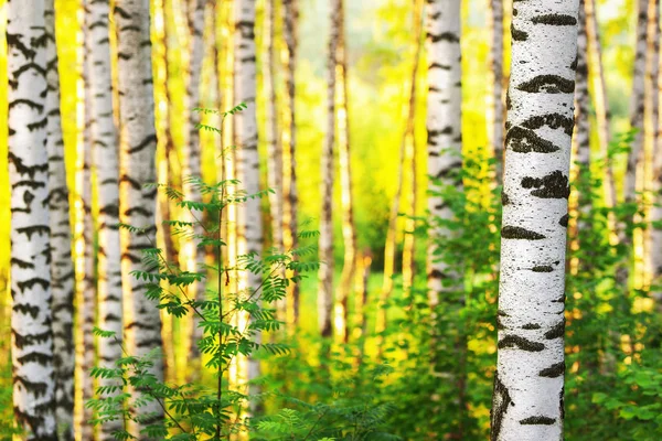 Nyári erdőben napos nyír — Stock Fotó