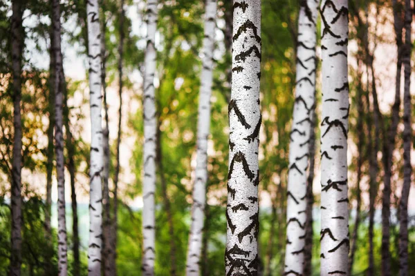 Zomer in zonnige berk bos — Stockfoto