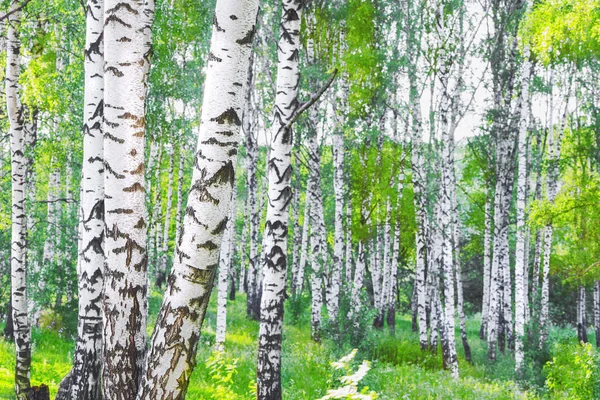 Zomer in zonnige berk bos — Stockfoto