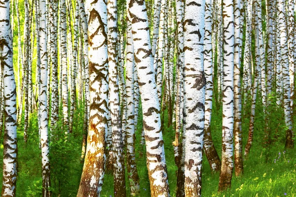 Summer in sunny birch forest — Stock Photo, Image