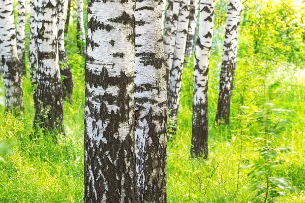 Sommar i soliga björkskogen — Stockfoto