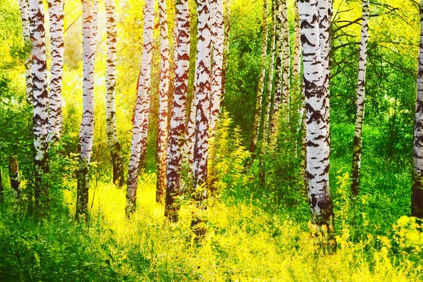 Zomer in zonnige berk bos — Stockfoto