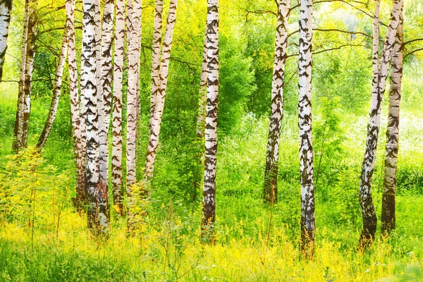 Sommer im sonnigen Birkenwald — Stockfoto