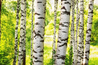 Yaz aylarında güneşli huş ağacı orman