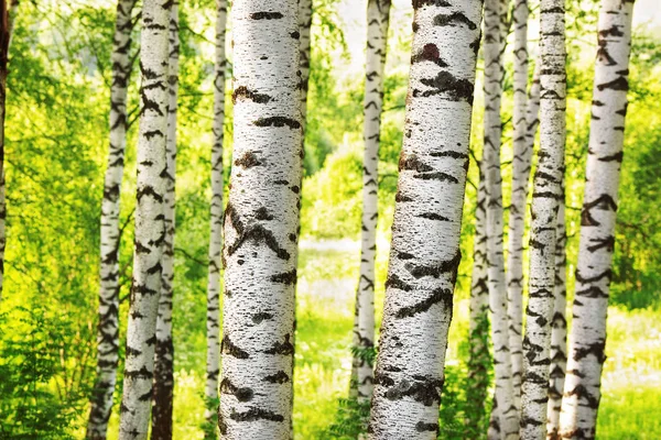 Zomer in zonnige berk bos — Stockfoto