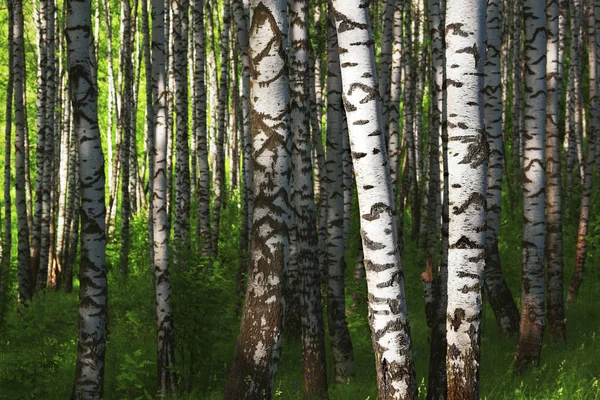 Verão na ensolarada floresta de bétula — Fotografia de Stock