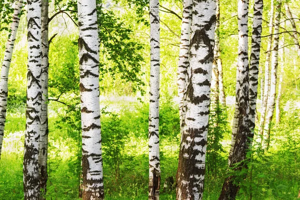 Sommar i soliga björkskogen — Stockfoto