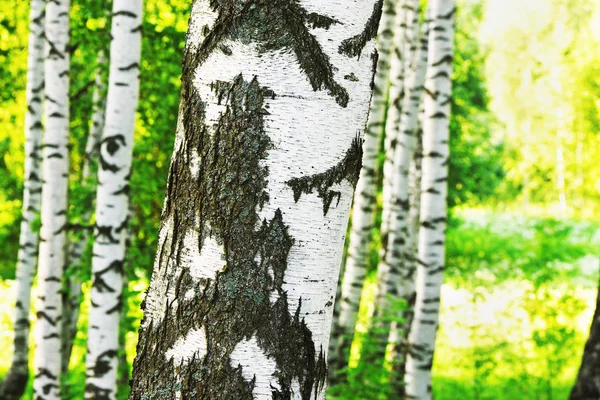 Zomer in zonnige berk bos — Stockfoto