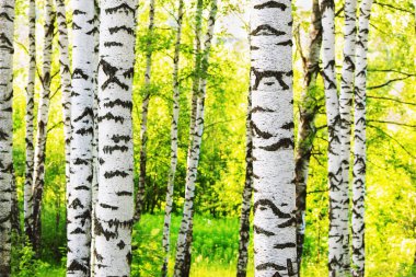 Yaz aylarında güneşli huş ağacı orman