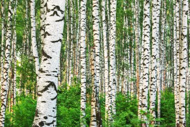 Yaz aylarında güneşli huş ağacı orman