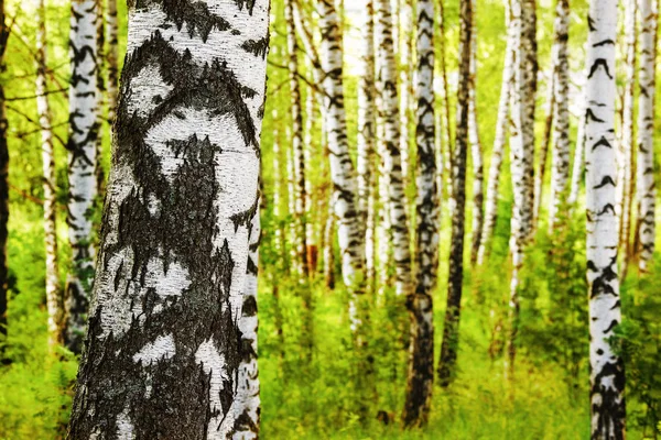 Zomer in zonnige berk bos — Stockfoto