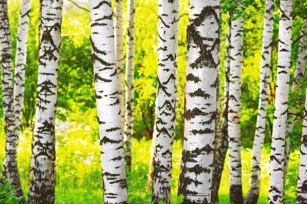 Summer in sunny birch forest — Stock Photo, Image