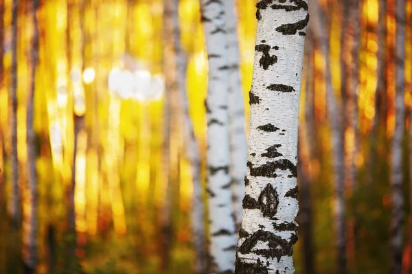 Estate nella soleggiata foresta di betulle — Foto Stock