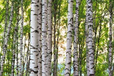 Yaz aylarında güneşli huş ağacı orman
