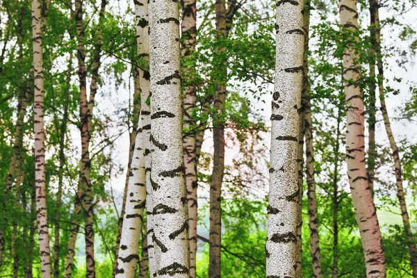 Zomer in zonnige berk bos — Stockfoto