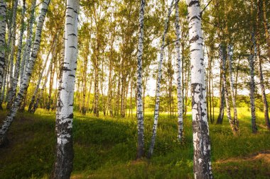 Yaz aylarında güneşli huş ağacı orman