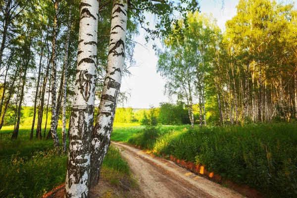 Estate nella soleggiata foresta di betulle — Foto Stock