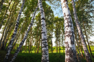 Yaz aylarında güneşli huş ağacı orman