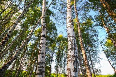 Yaz aylarında güneşli huş ağacı orman
