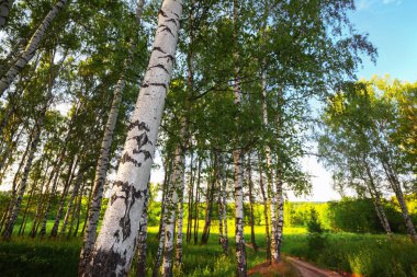 Yaz aylarında güneşli huş ağacı orman