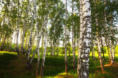 Yaz aylarında güneşli huş ağacı orman