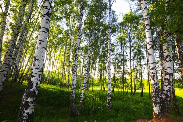 Été dans la forêt de bouleaux ensoleillés — Photo