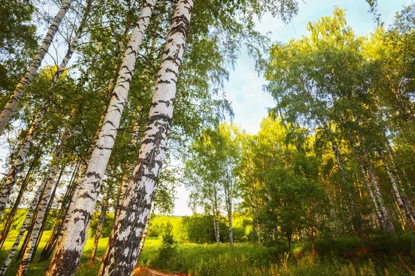 Verão na ensolarada floresta de bétula — Fotografia de Stock