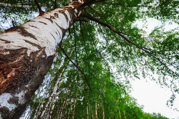 Verão na ensolarada floresta de bétula — Fotografia de Stock