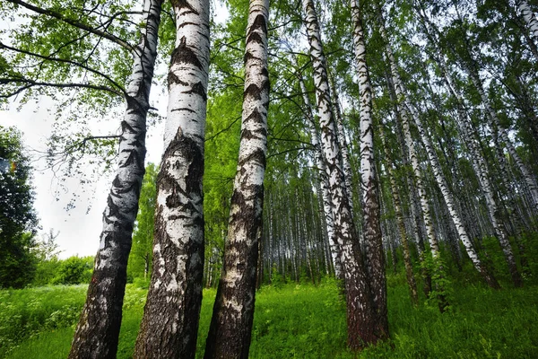 Estate nella soleggiata foresta di betulle — Foto Stock