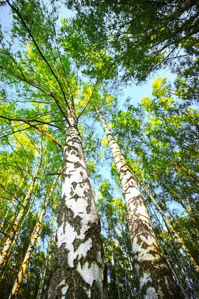 Summer in sunny birch forest — Stock Photo, Image