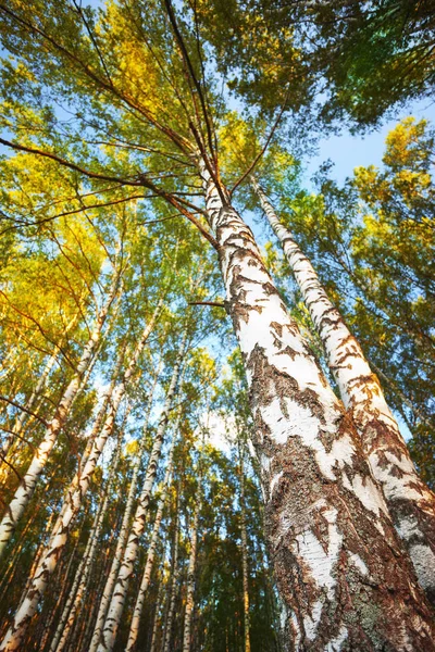 Sommer im sonnigen Birkenwald — Stockfoto